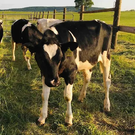 Irenes Tinyhouse 펜션 *